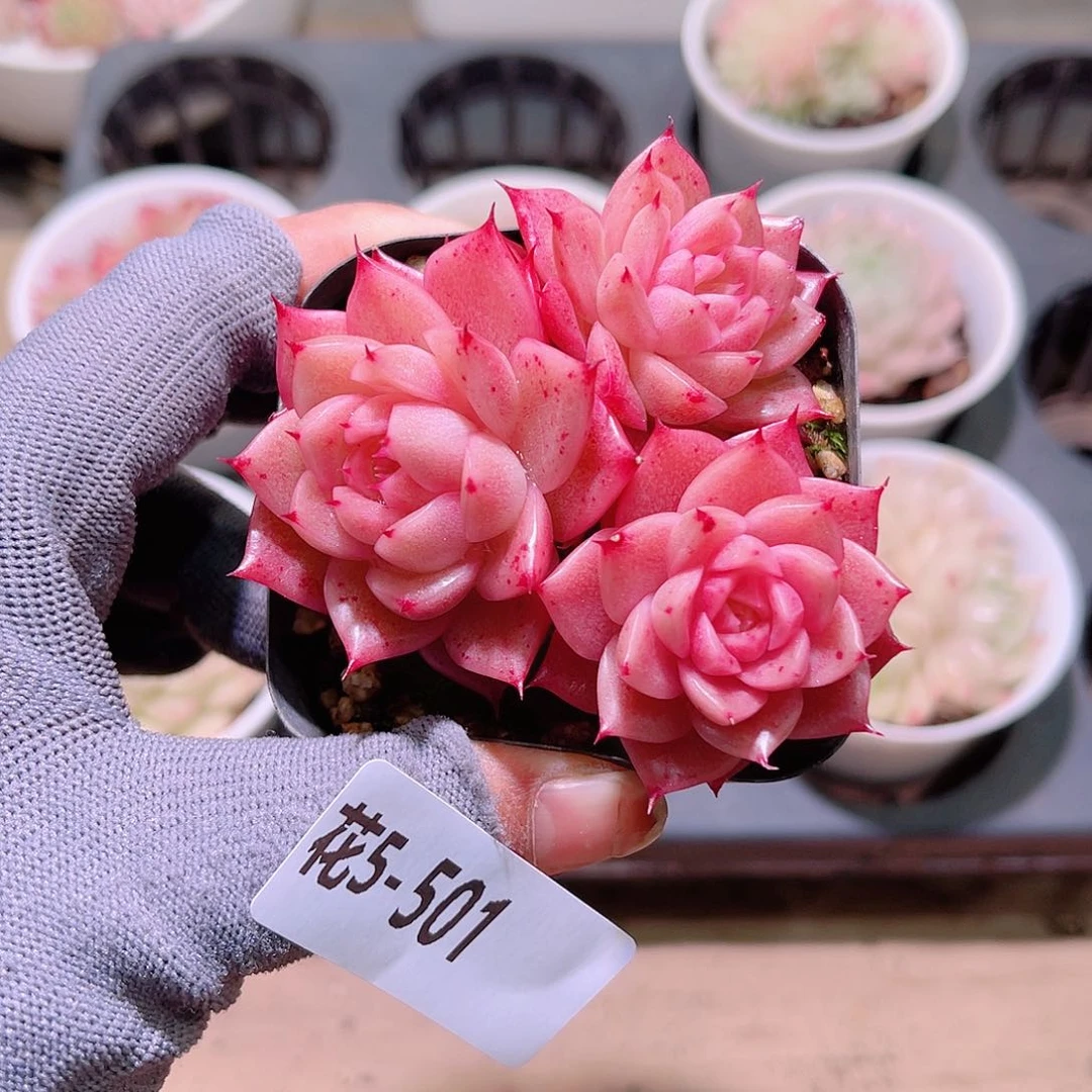 花05-501麦秆三头
