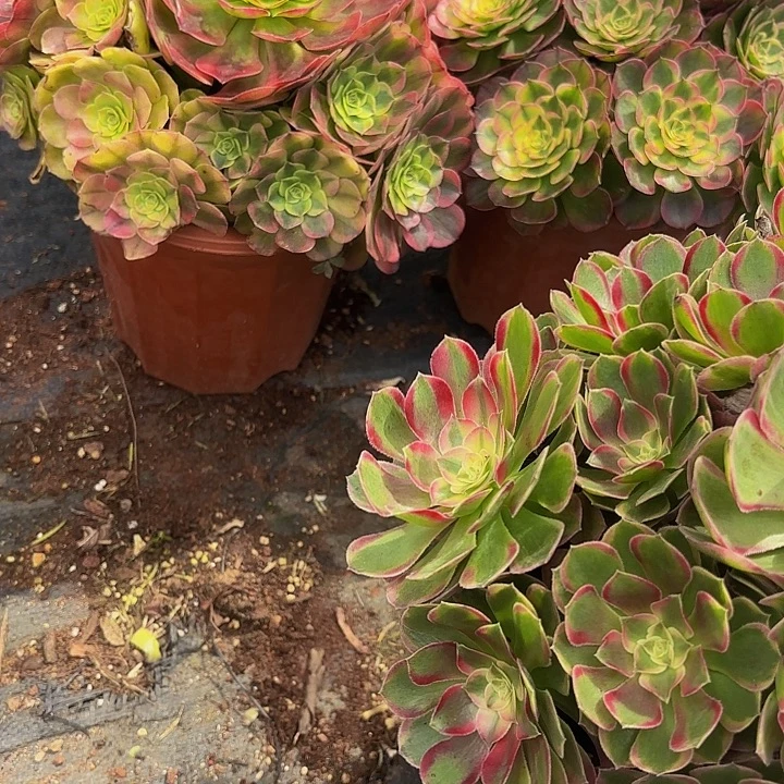 多肉植物孔雀翎070号