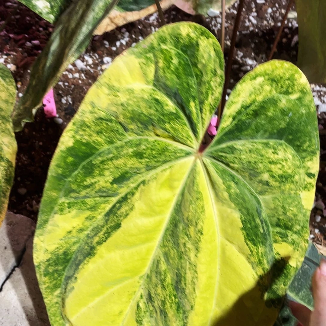 完全开放papi锦杂种子