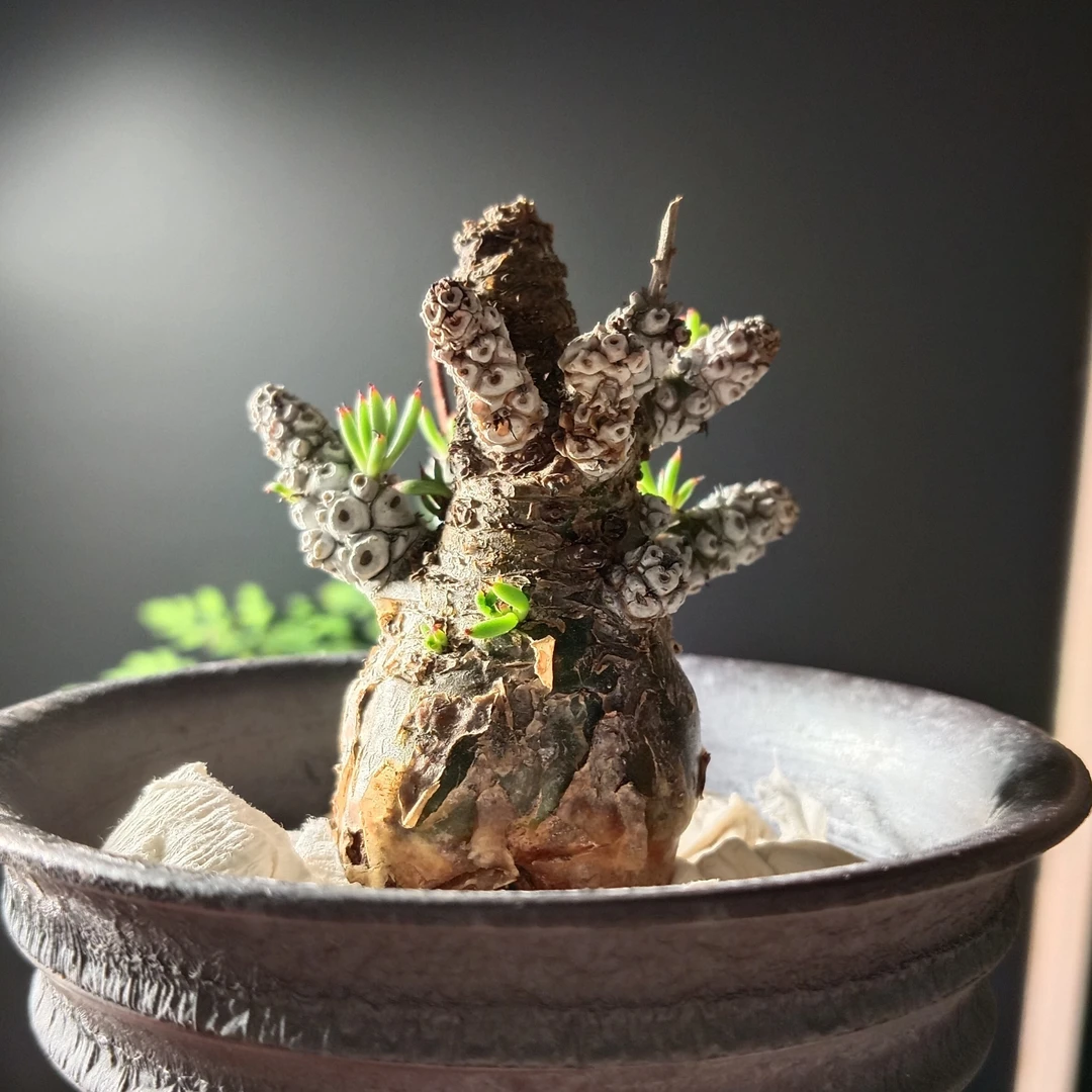 【直播间选款】白象奇峰景脱土发货