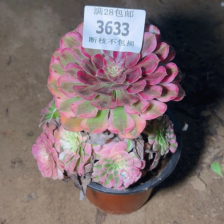 3633红铜白多肉植物
