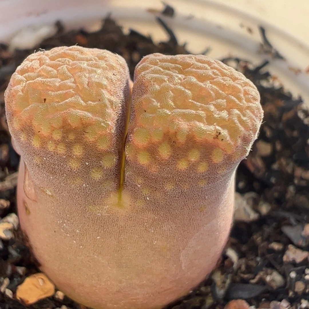 多肉植物百科50号