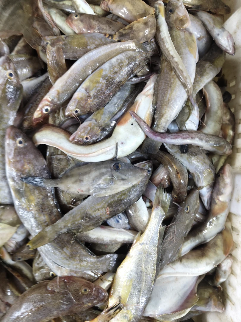 鲜鱼自选专用链接