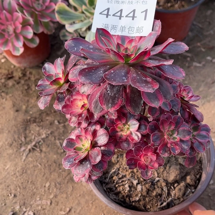 4441香奈的人多肉的