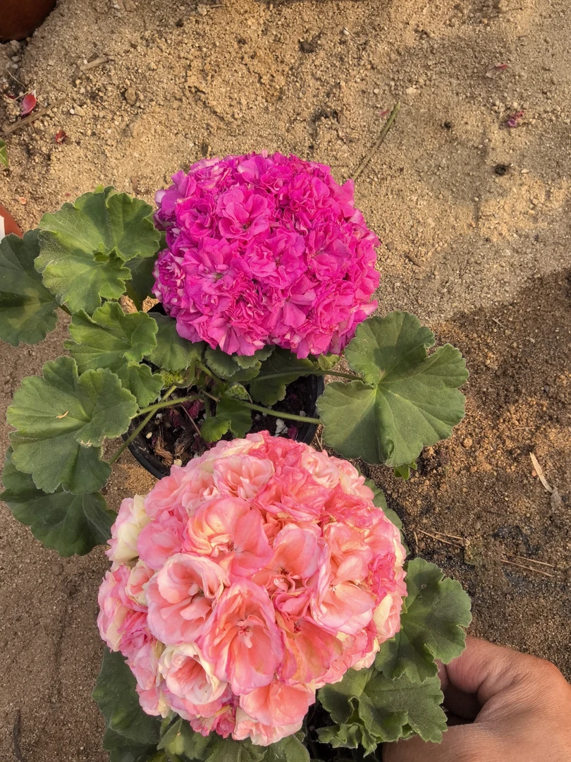 【瑞典玫瑰小姐（直立）+劳拉（直立小苗）】2颗天竺葵组合