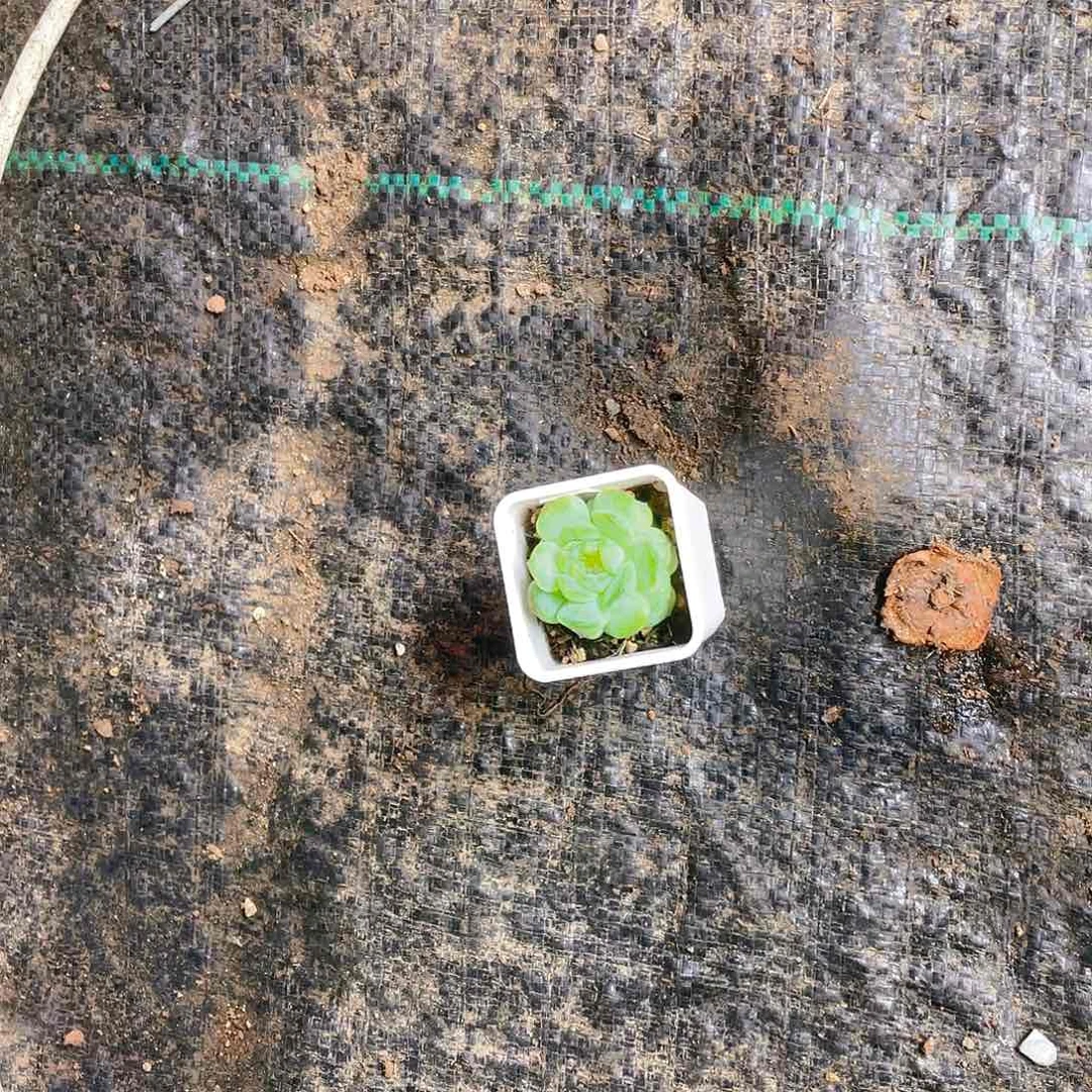 月影兔叶子带出芽一片一个满25包邮