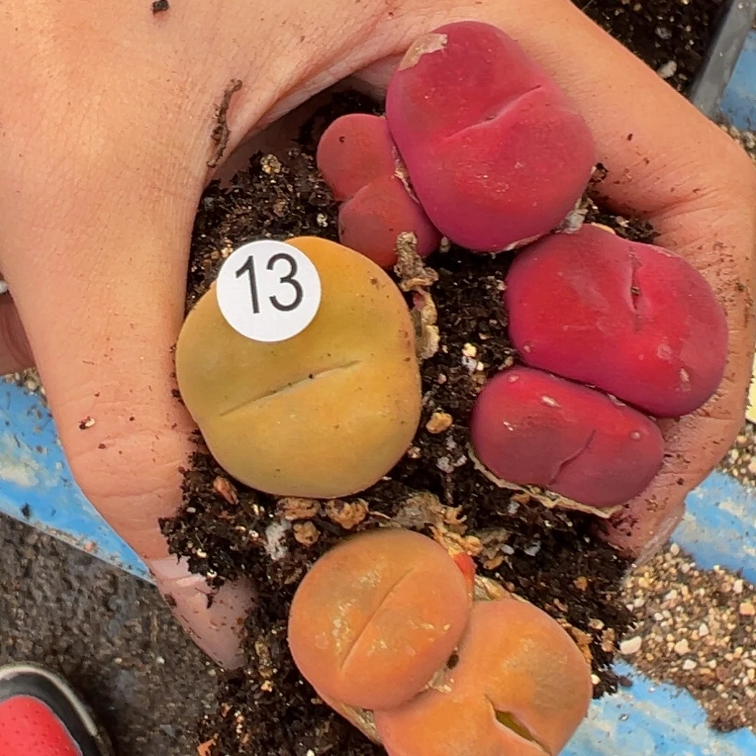 z****5多肉植物111111111111111111