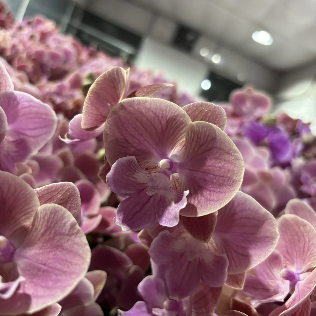 【唯美】蝴蝶兰