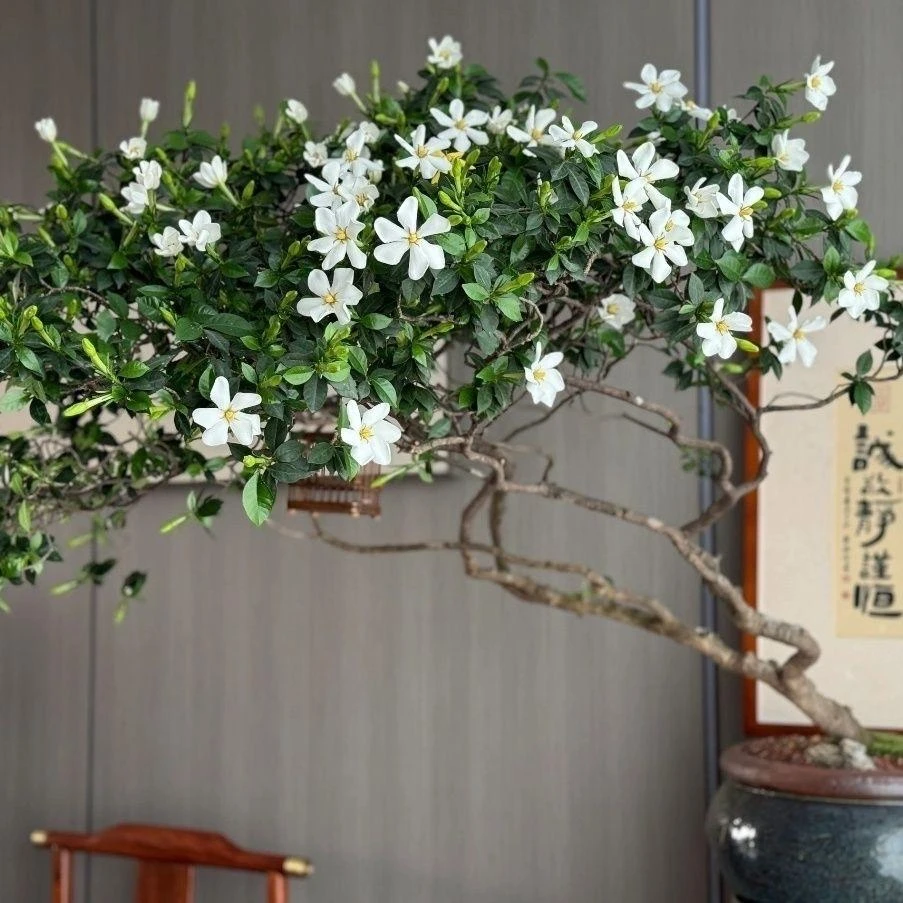海岛春花栀子花盆景一物一拍选对价格下单即可
