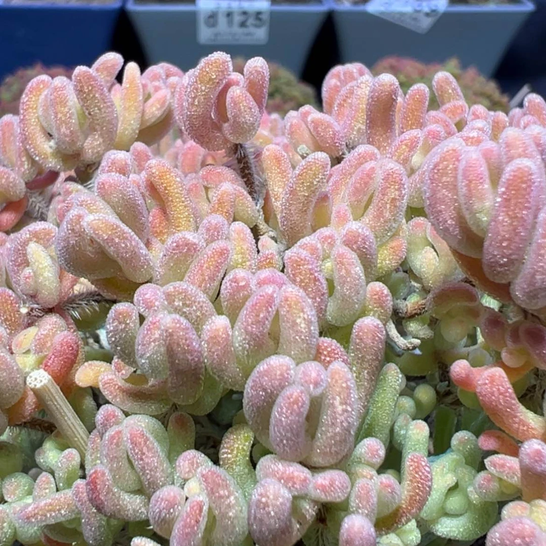 【闪购商品】d363提根妖桩橙叶锦