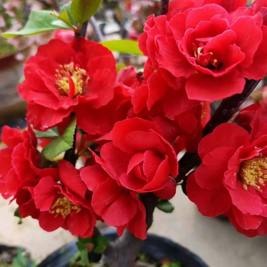 （爆花）梦绘卷海棠耐寒盆栽长寿庭院阳台老桩重瓣绿植客厅四季海棠