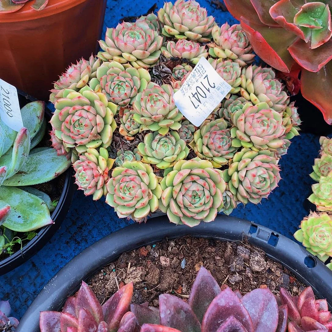 我***家       笨巴蒂斯多肉21047