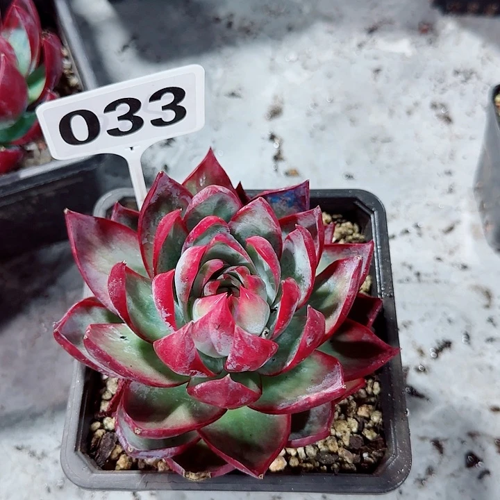 魅**人惊鸿仙子多肉植物