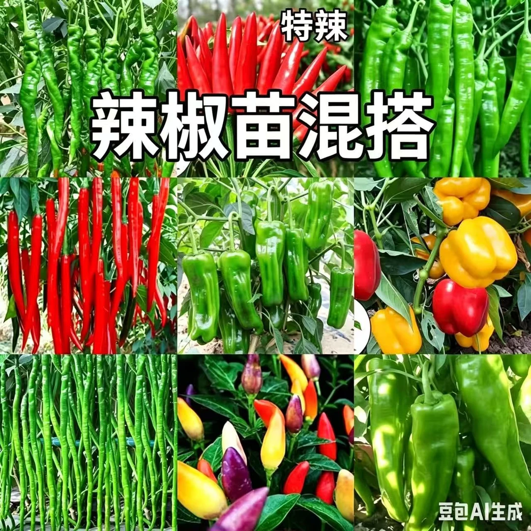 【3个品种套餐】螺丝椒小米辣椒特辣巨辣红辣椒现摘朝天椒苗带土