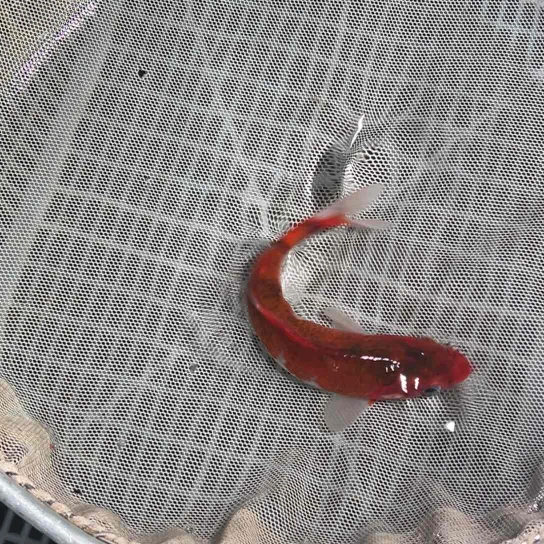 锦鲤锦鲤观赏鱼1111