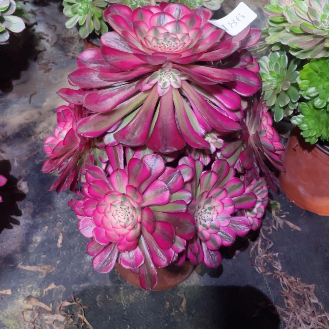 多肉植物红铜超白186