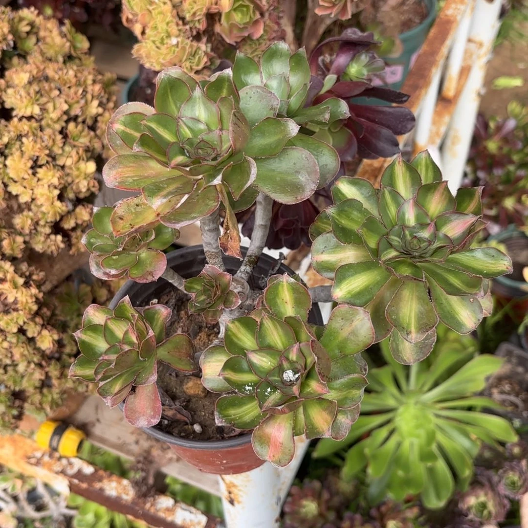 红陶哈哈哈哈哈哈哈哈