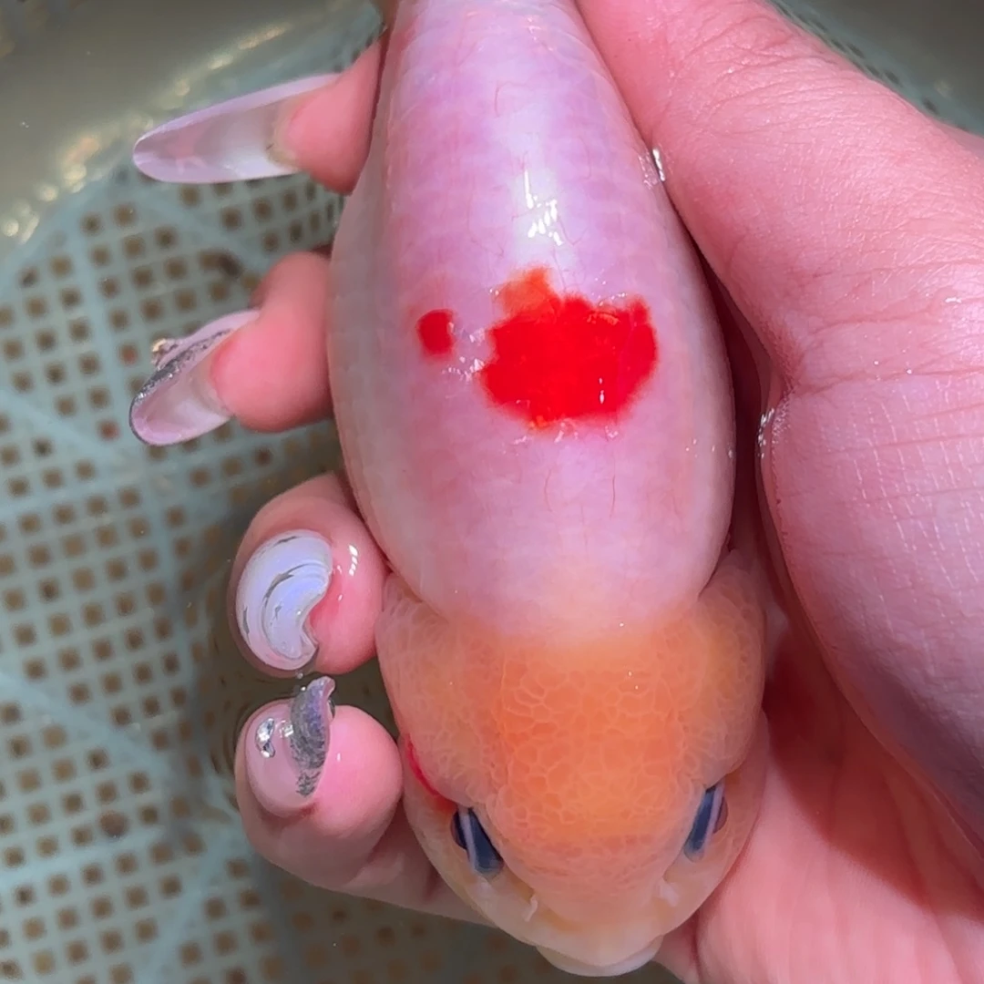 大***猫金鱼拍包装包邮，不拍包装运费到付