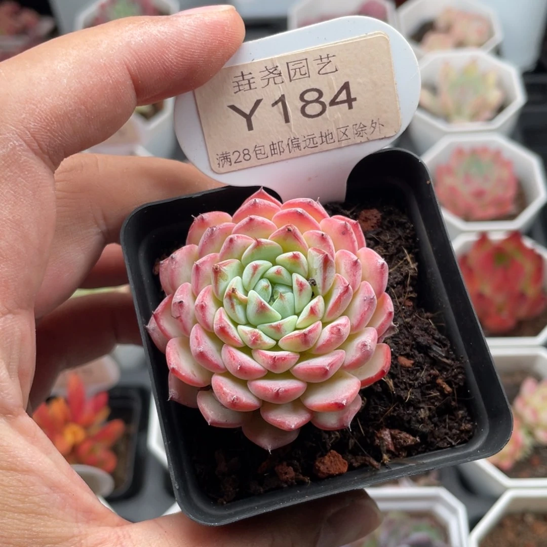 蓝姬莲0184-4.5厘米