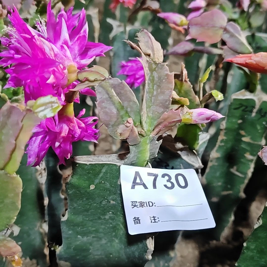 紫重瓣2224脱土易掉苞芽730