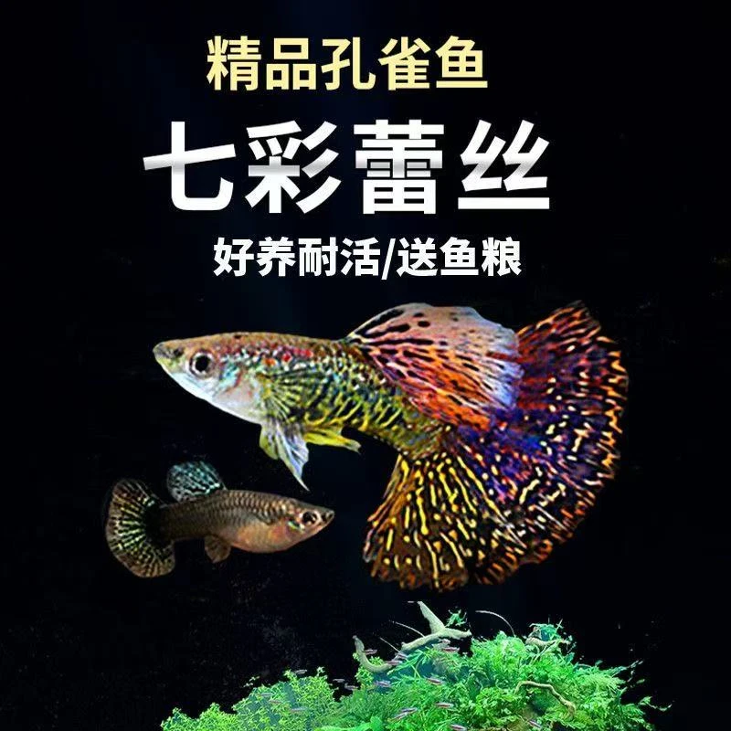 【精品七彩蕾丝】七彩龙鳞孔雀鱼小型热带观赏鱼带肚孕母好养耐活