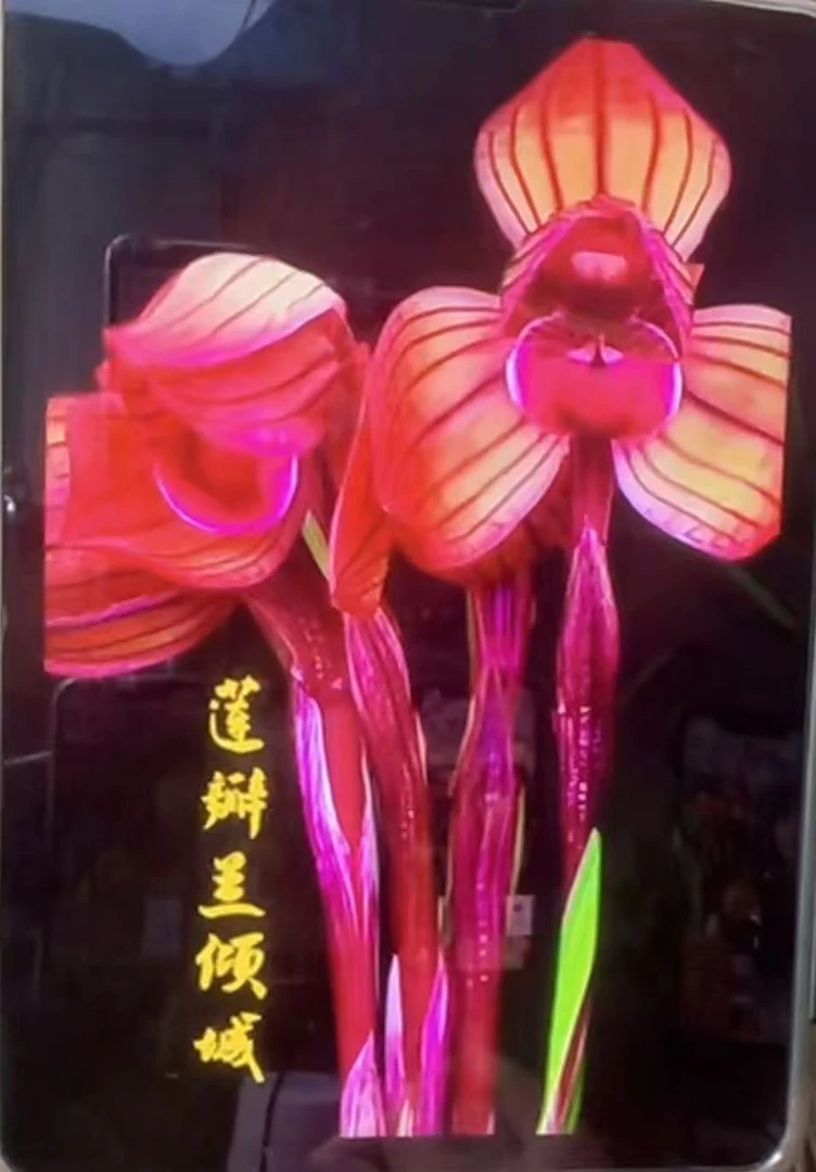 莲瓣兰（倾城）3苗连体特壮