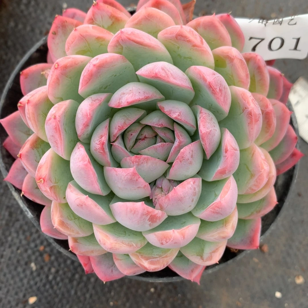 5701杂交多肉植物