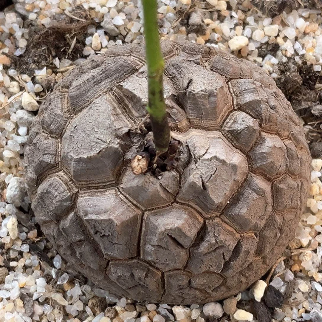 潮流植物 龟甲龙 9068
