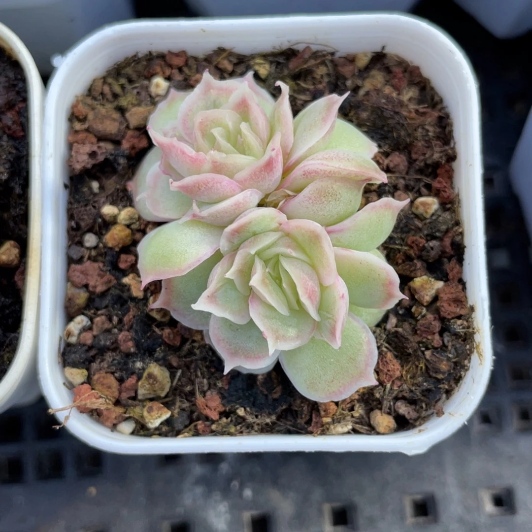 优选水晶虾饺多肉1897