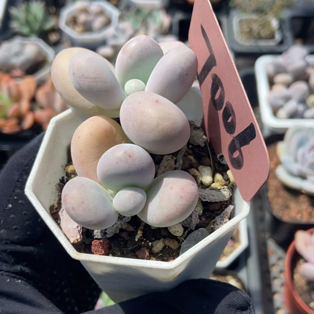 7006彩虹奶多肉植物保护