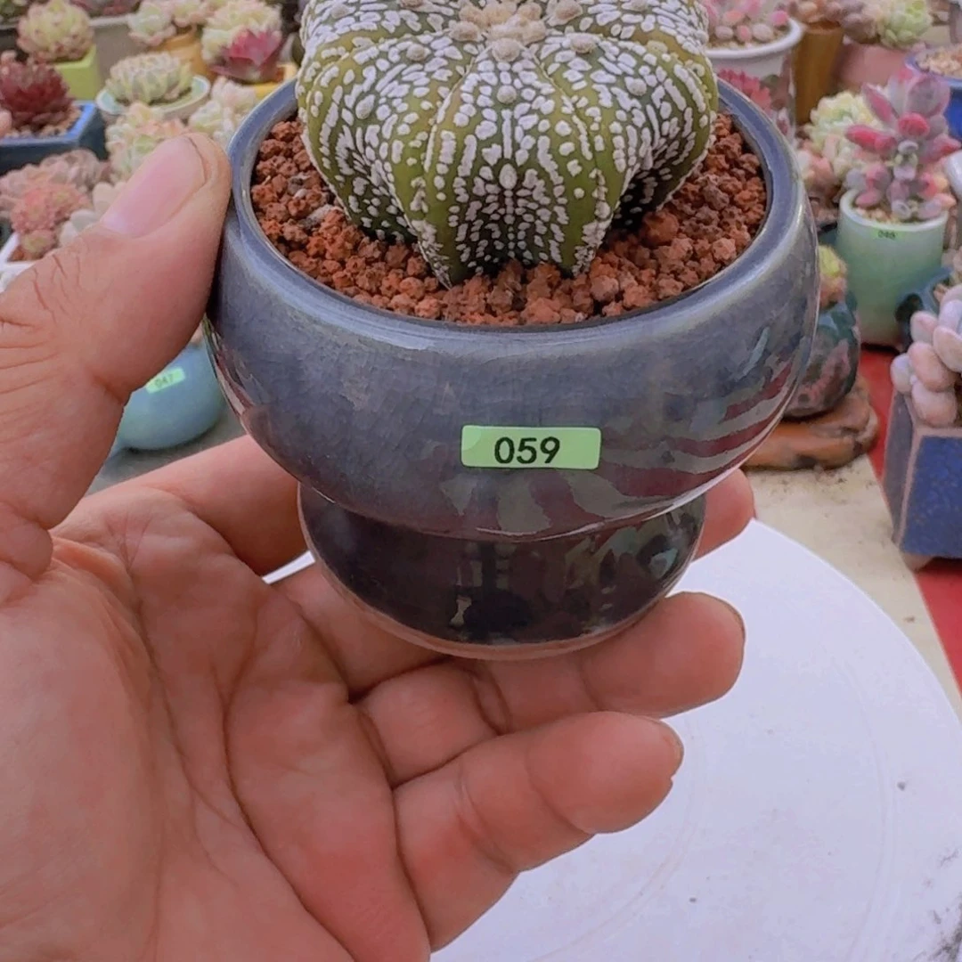 不***肉一物一拍编号059