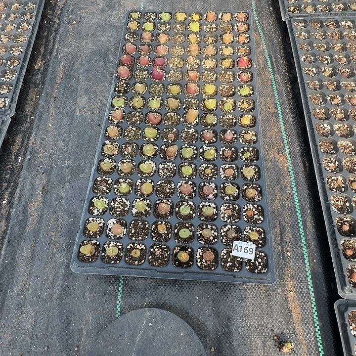 169多肉植物多肉植物