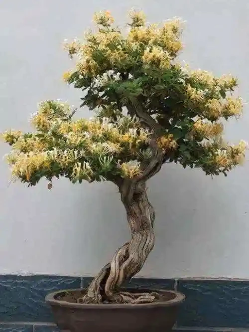 金银花盆栽老树桩耐寒植物适合庭院室内外的花卉