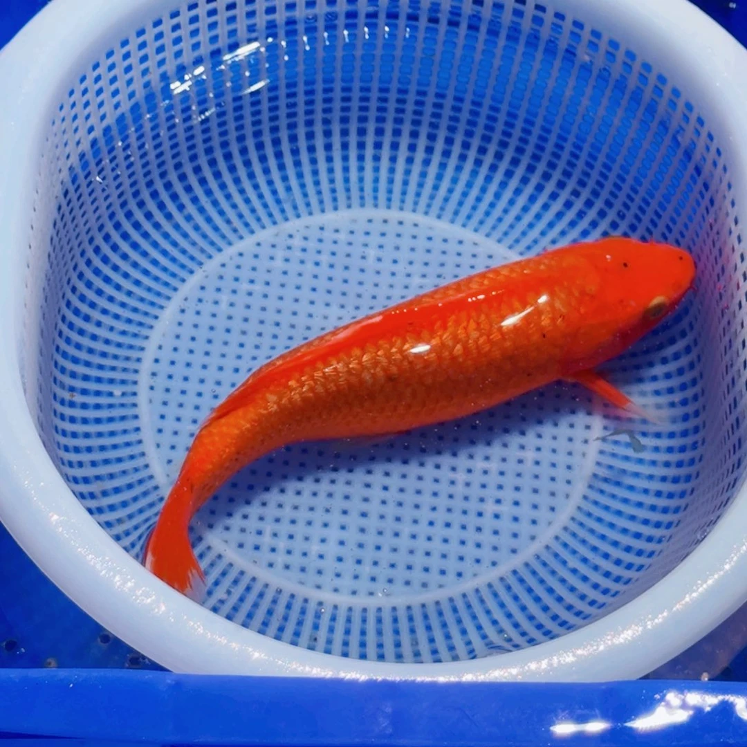 锦鲤精品甄选血统锦鲤