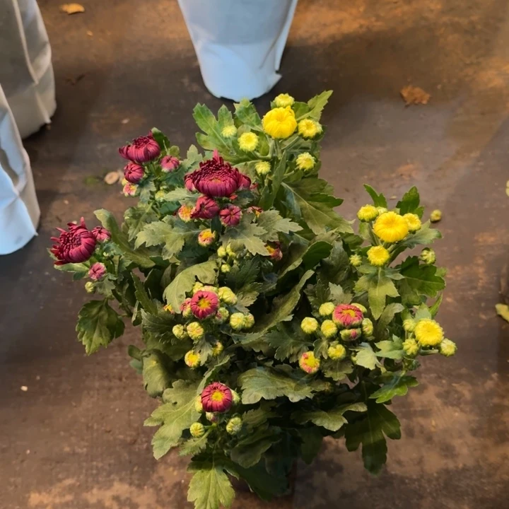 150规格龙爪菊红黄/盆栽