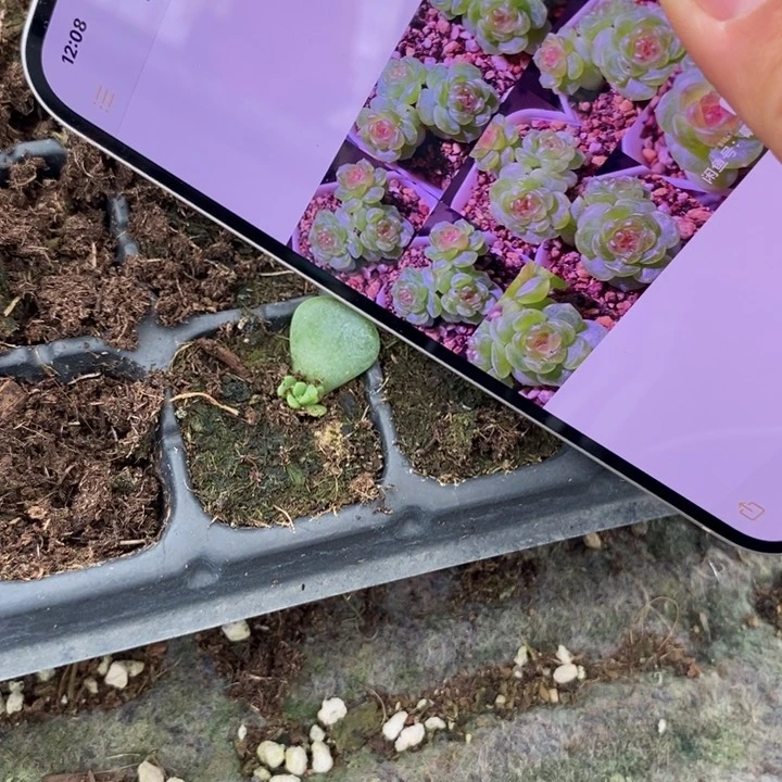 希米鹿1芽苗一个多肉