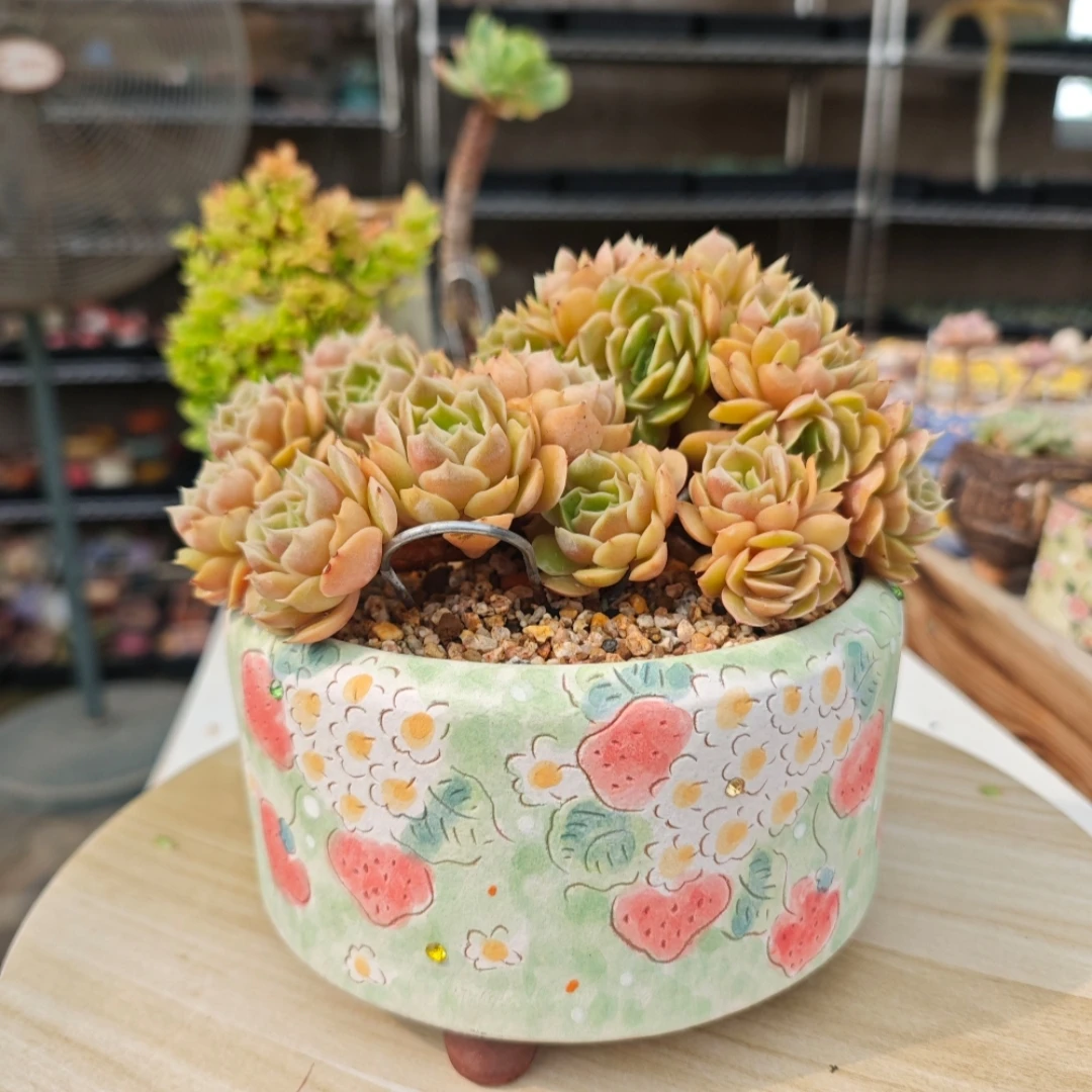 磨砂面微瑕盆特价盆多肉植物花盆一物一拍花盆细节咨询客服