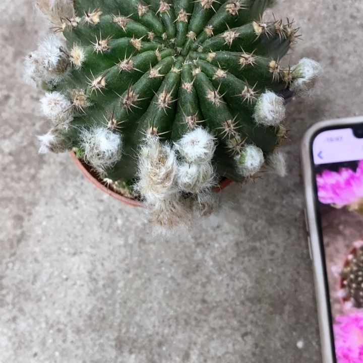 妖跌仙人球257899