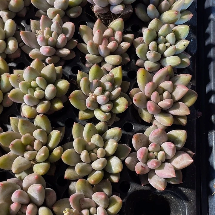 小红蜻蜓1元带土发