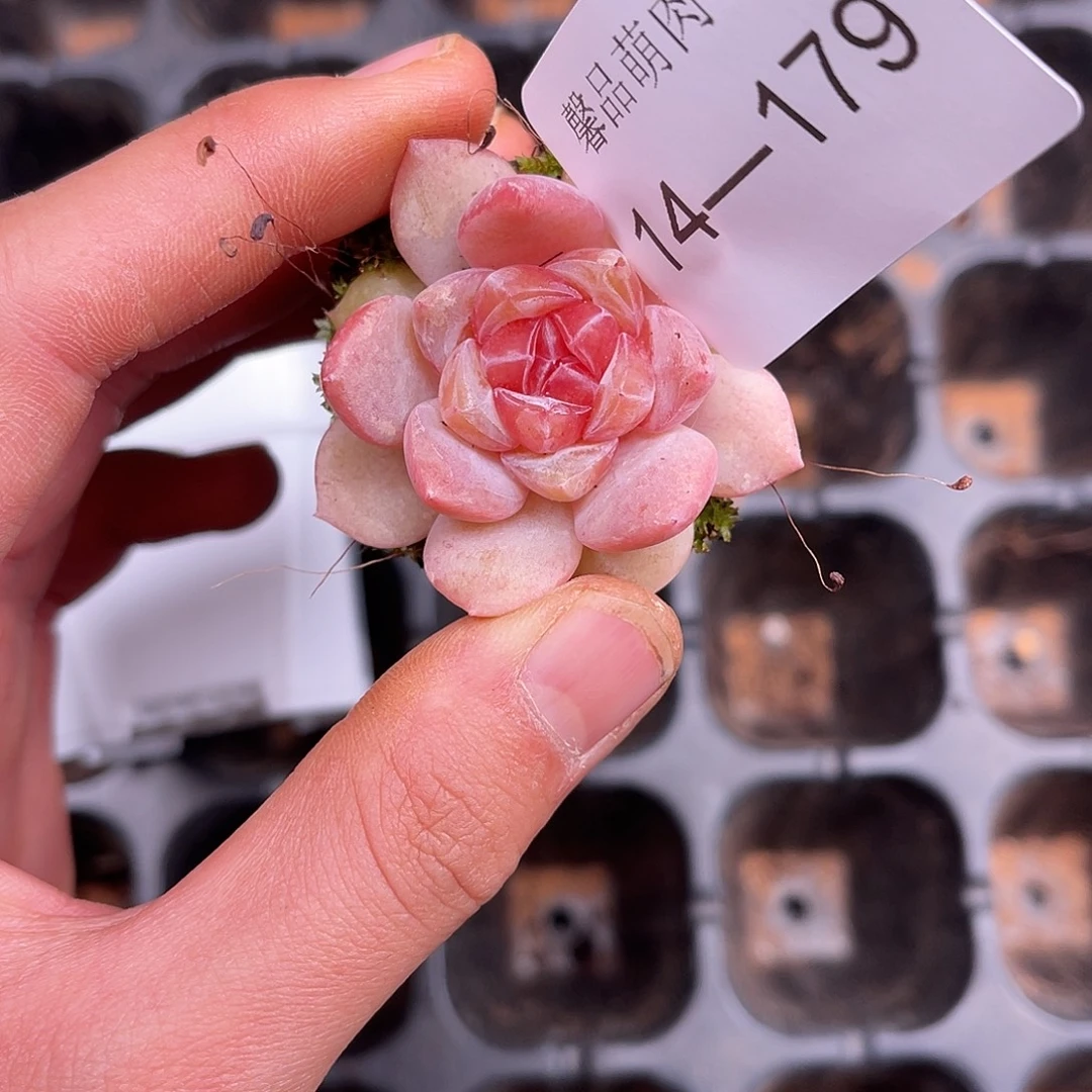 多肉一物一拍14-179