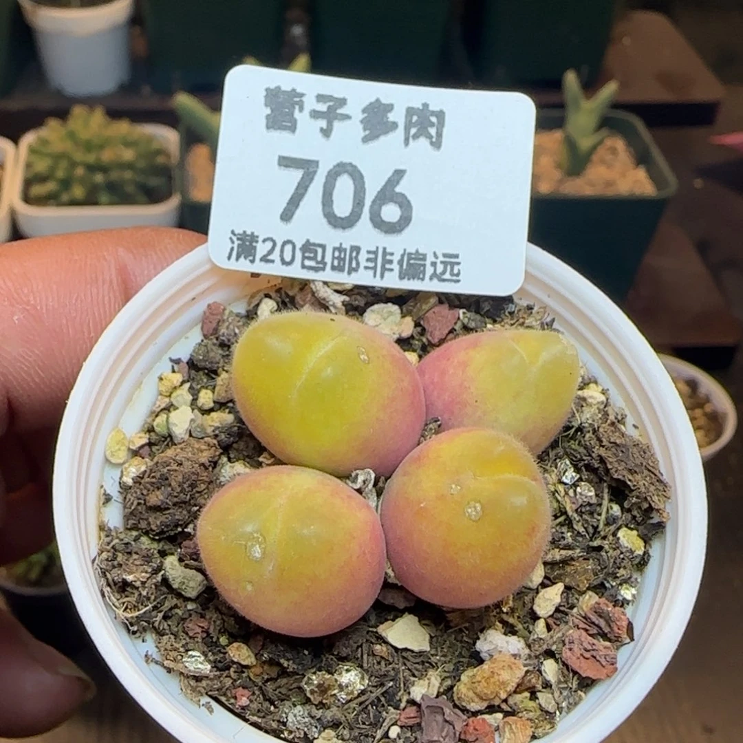 长毛翠带盆土发货。