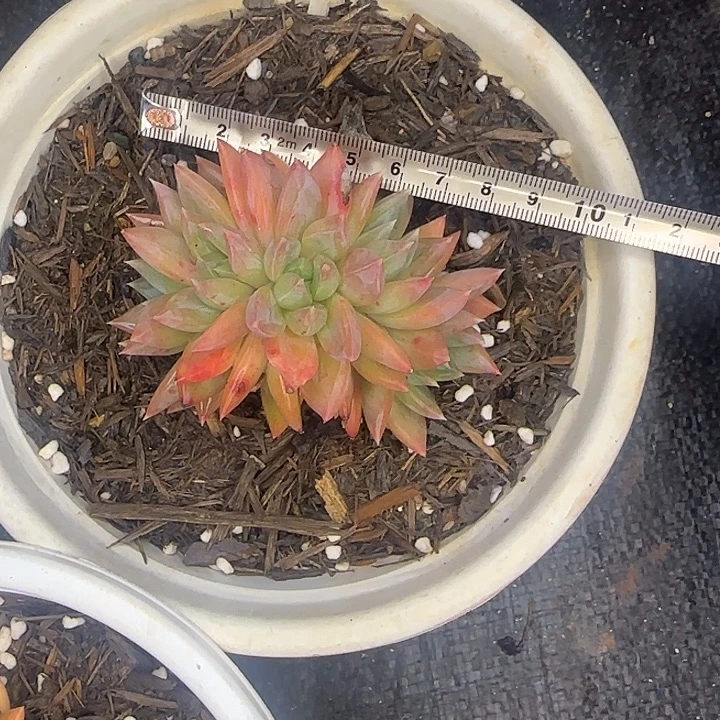多肉植物一物一拍美人系朵朵缀559