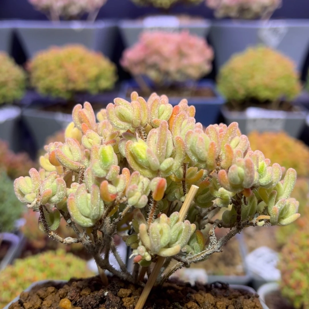 【闪购商品】d861老桩橙叶锦冠幅10cm