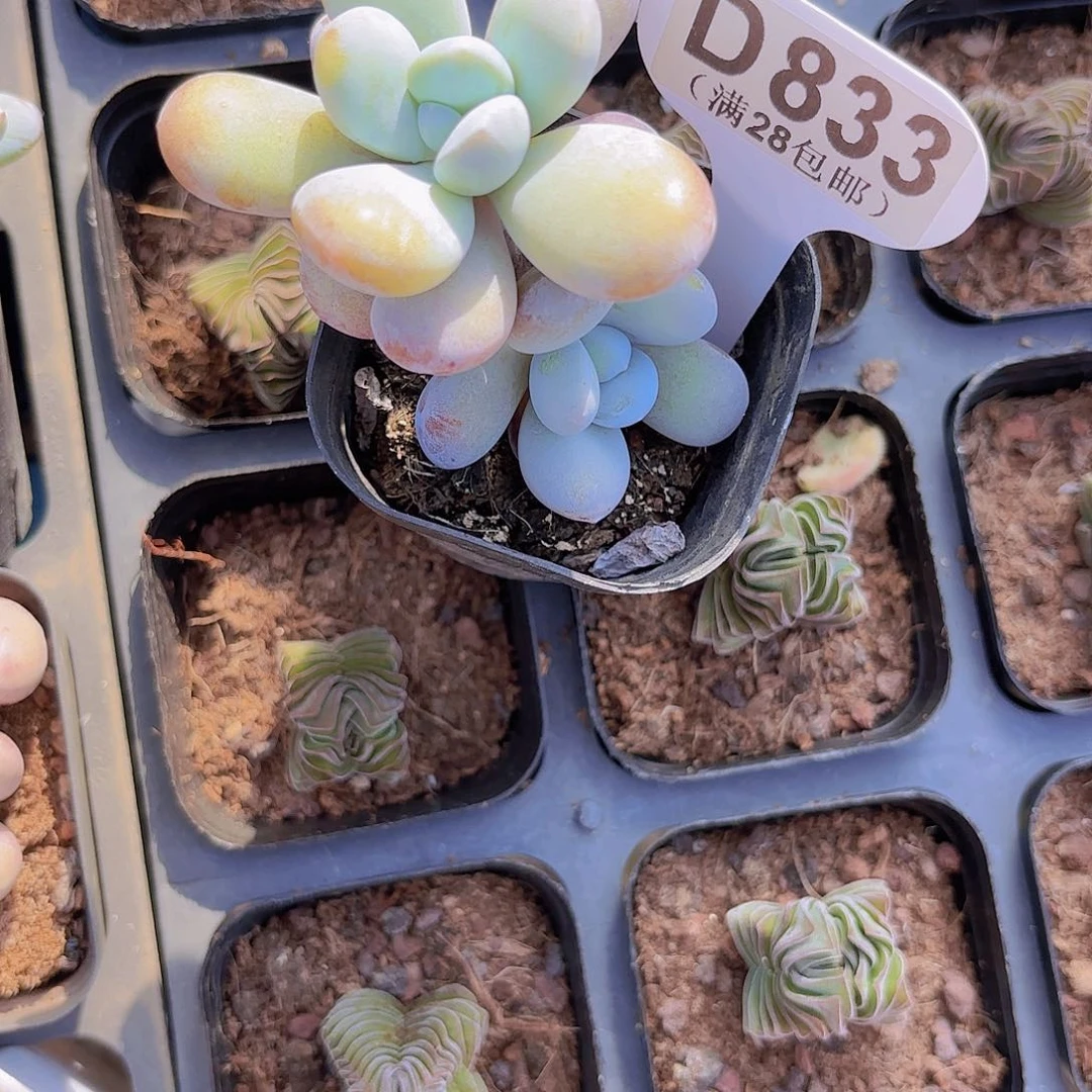 `****多D833雪美人一物一拍