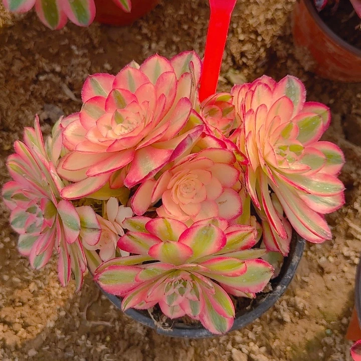 5-8荔枝多肉法师