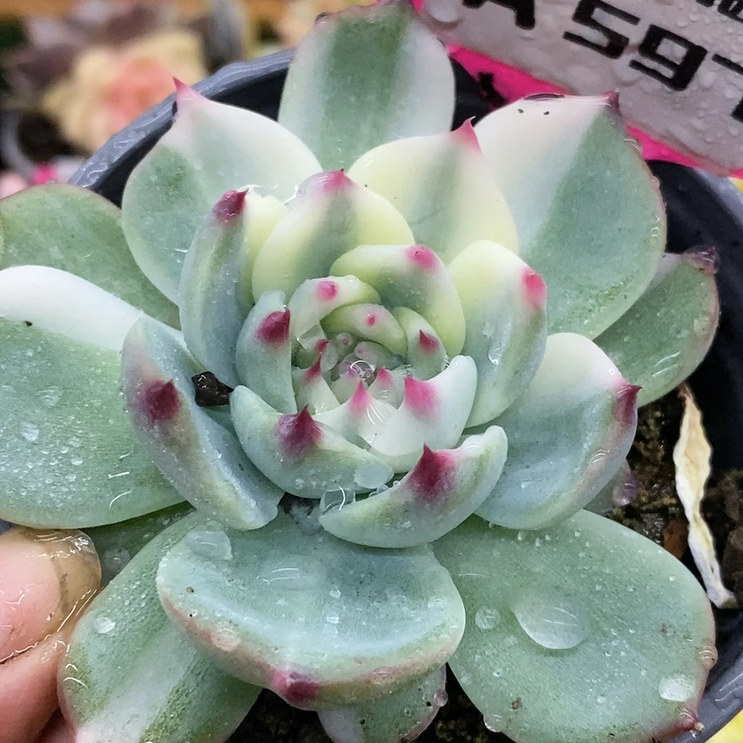 597花脸娃娃哈哈哈哈