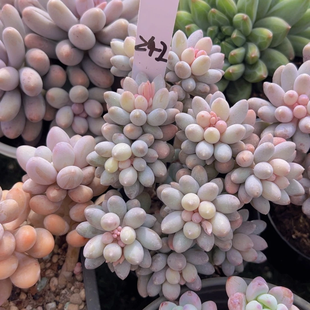 香玉的故事是一个人的故事