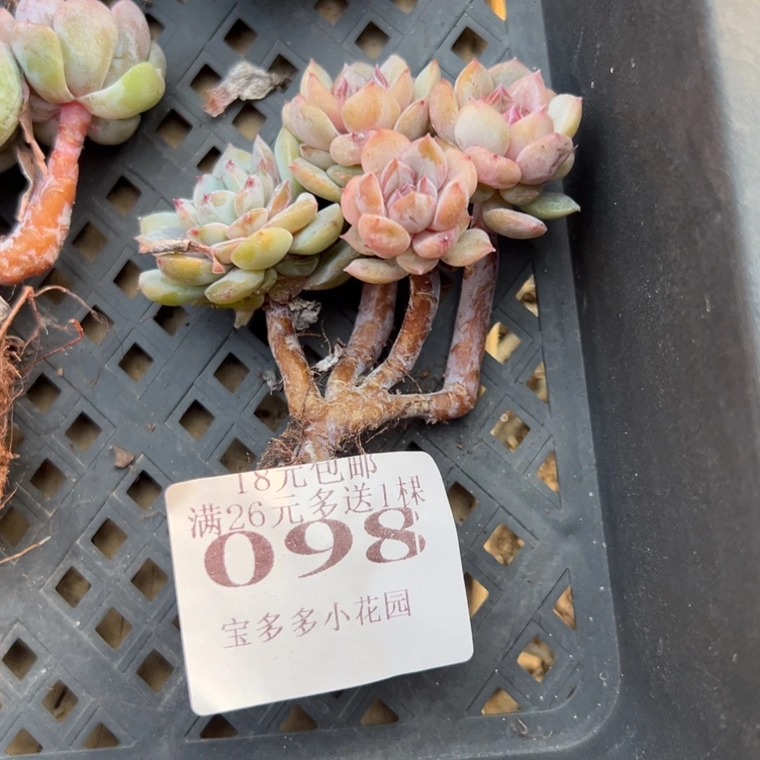 098号糖心小树 一物一拍 满18包邮