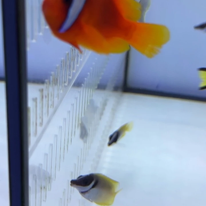 海水鱼番茄小丑鱼