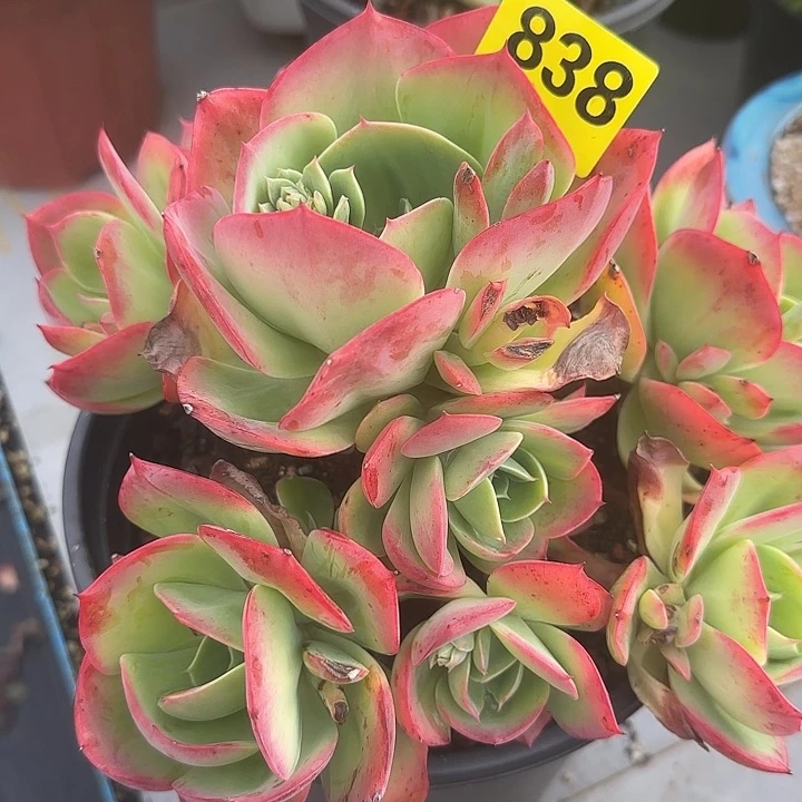 838无砍凤杂群生老桩